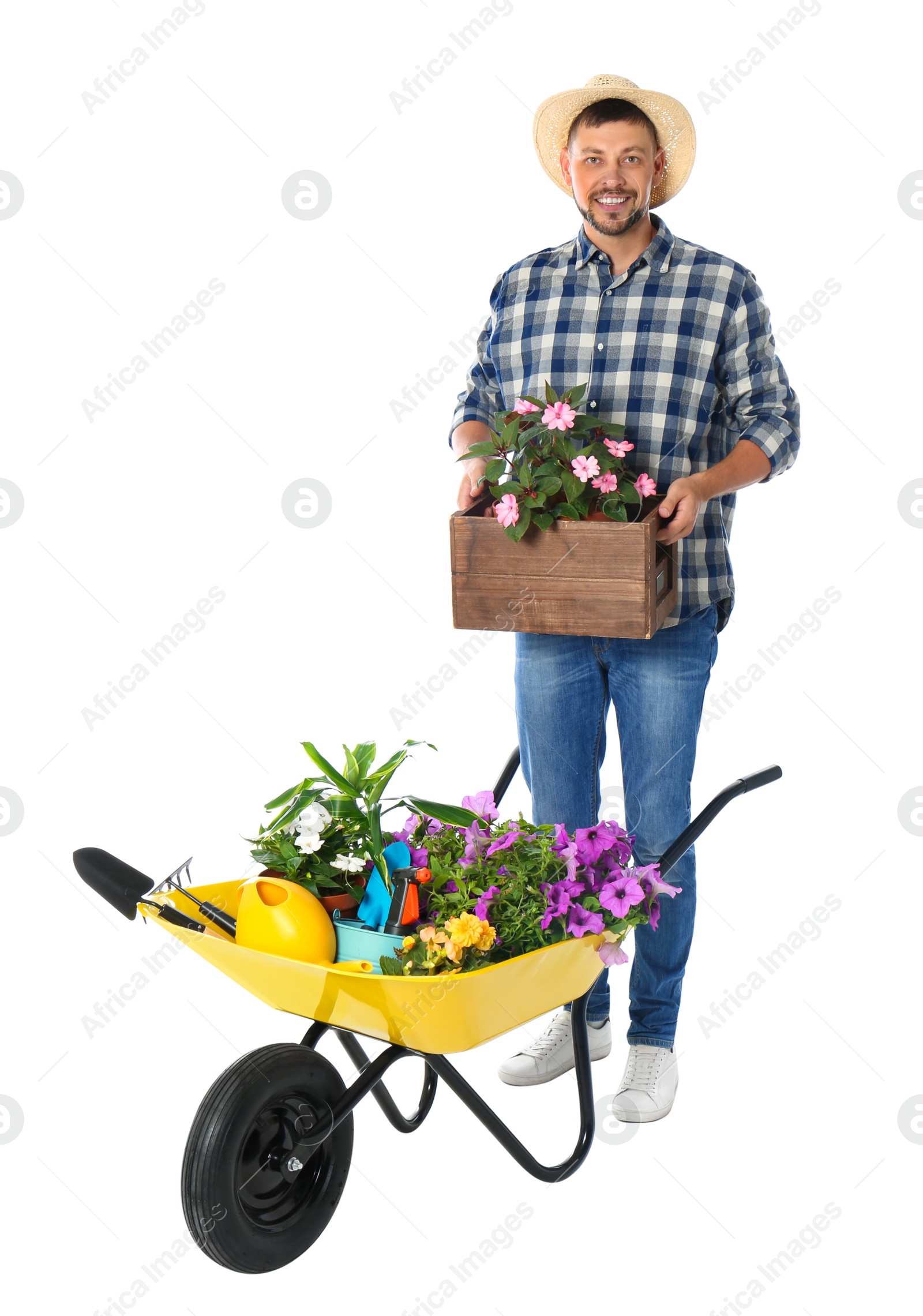 Photo of Male gardener with wheelbarrow and plants on white background