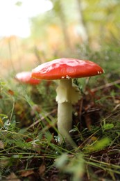 Photo of Fresh wild mushroom growing in forest, closeup