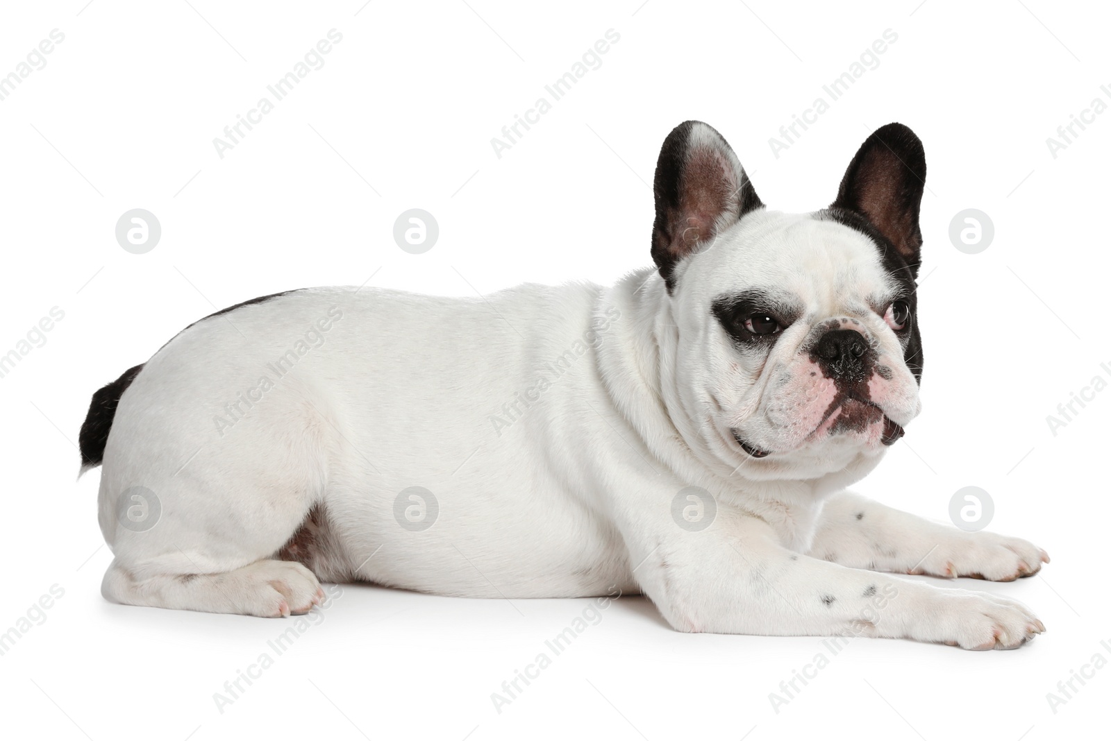 Photo of French bulldog on white background. Adorable pet