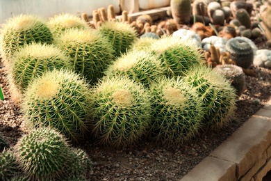 Photo of Beautiful exotic cacti on succulent planter in greenhouse