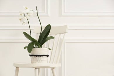 Photo of Blooming orchid flower in pot on chair near white wall indoors, space for text