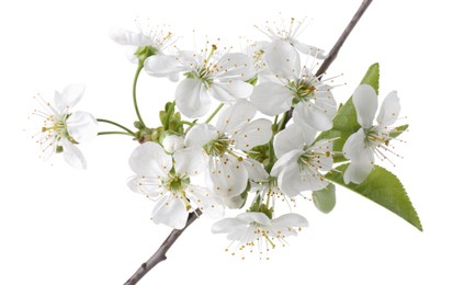 Photo of Spring branch with beautiful blossoms and leaves isolated on white