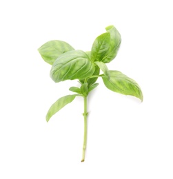 Photo of Fresh green basil leaves on white background