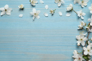 Photo of Blossoming spring tree branch and flowers as border on light blue wooden background, flat lay. Space for text