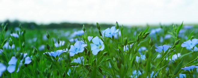 Image of Many beautiful blooming flax plants in field. Banner design