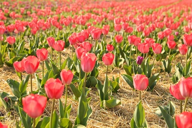 Photo of Field with fresh beautiful tulips. Blooming spring flowers