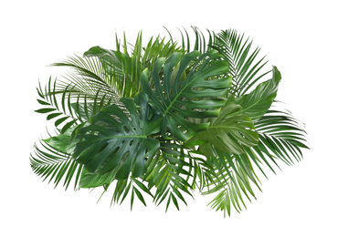 Image of Different fresh tropical leaves on white background