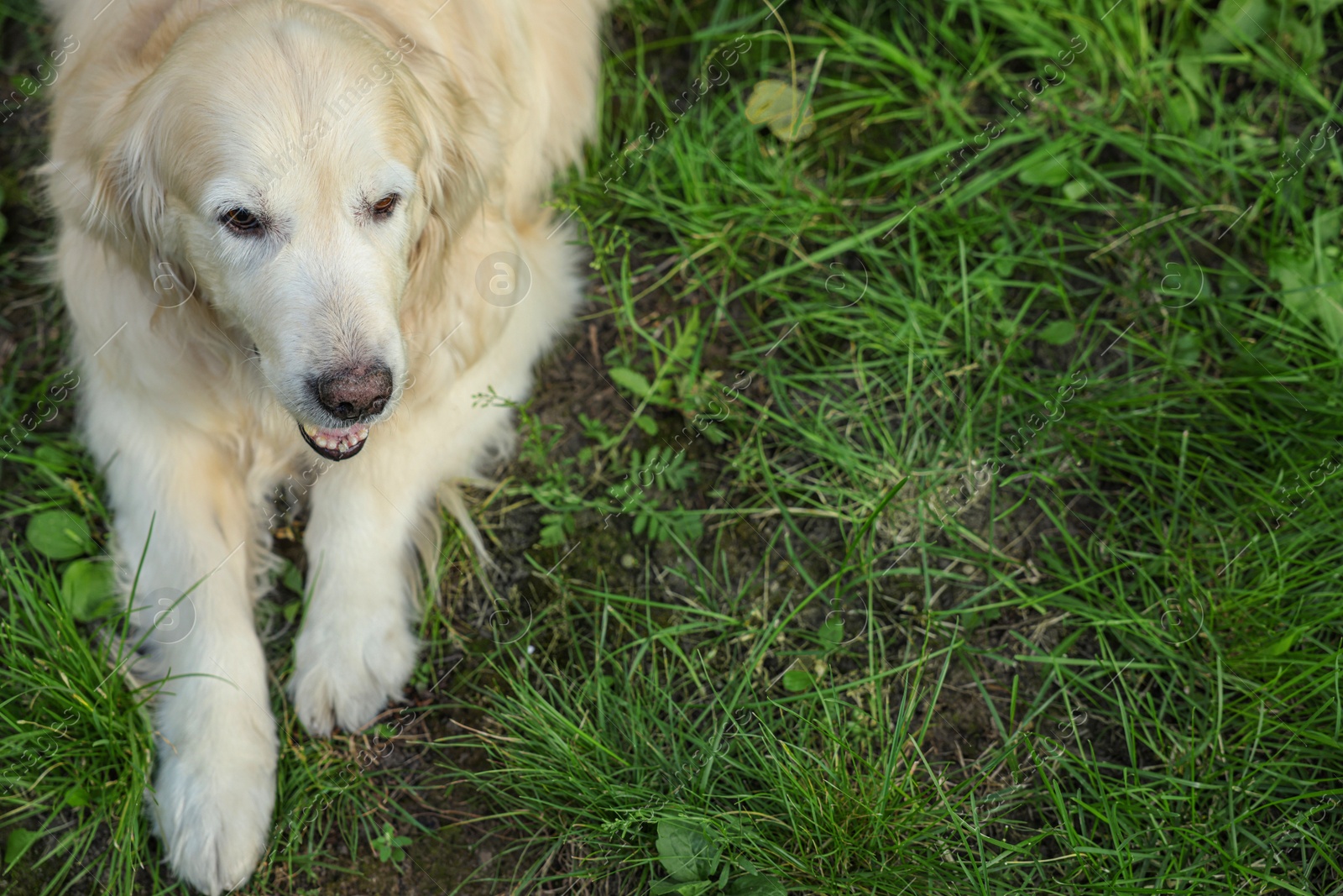 Photo of Cute golden retriever lying on green grass in park, above view. Space for text