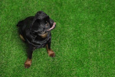 Photo of Adorable black Petit Brabancon dog sitting on green grass, above view with space for text