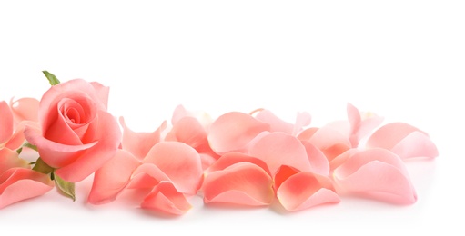 Photo of Beautiful rose and petals on white background