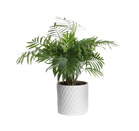 Photo of Chamaedorea palm in pot isolated on white. House plant