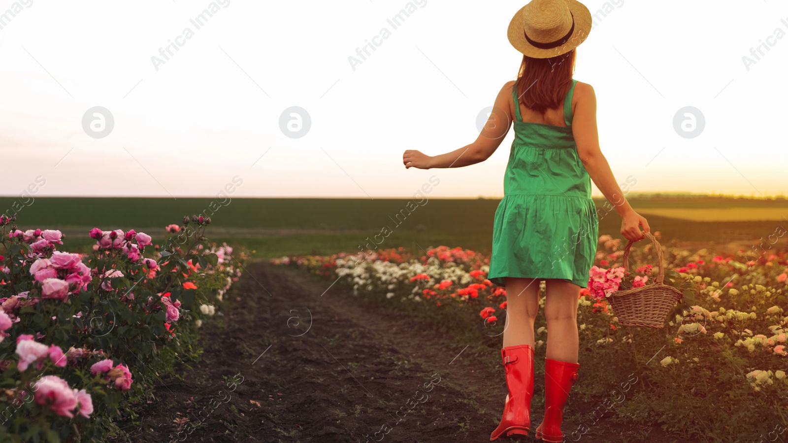 Photo of Woman with basket of roses in beautiful blooming field