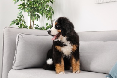 Photo of Adorable Bernese Mountain Dog puppy on sofa indoors