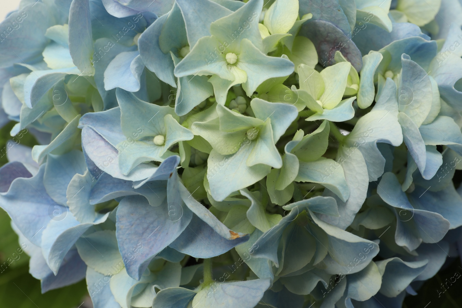 Photo of Beautiful light blue hortensia flowers as background, closeup