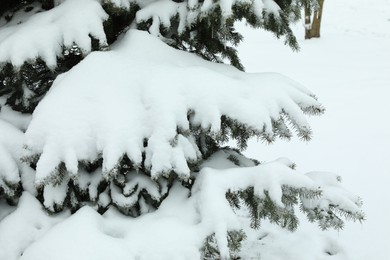 Fir tree covered with snow on winter day