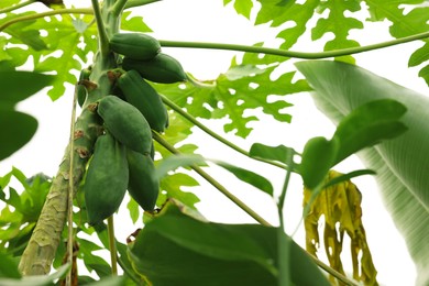 Photo of Unripe papaya fruits growing on tree in greenhouse, low angle view