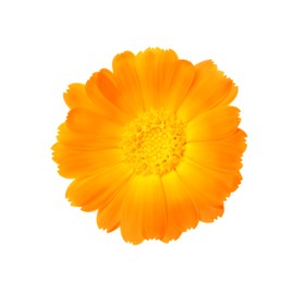 Photo of Beautiful blooming calendula flower isolated on white