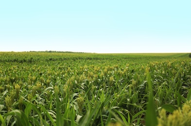 Photo of Green corn plants growing on field, space for text. Organic farming