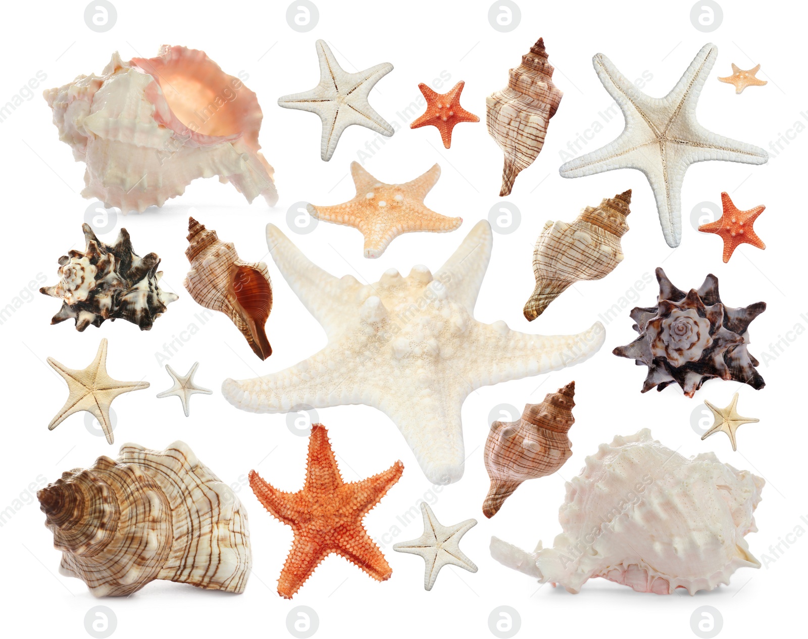 Image of Collection of different beautiful sea stars and shells on white background