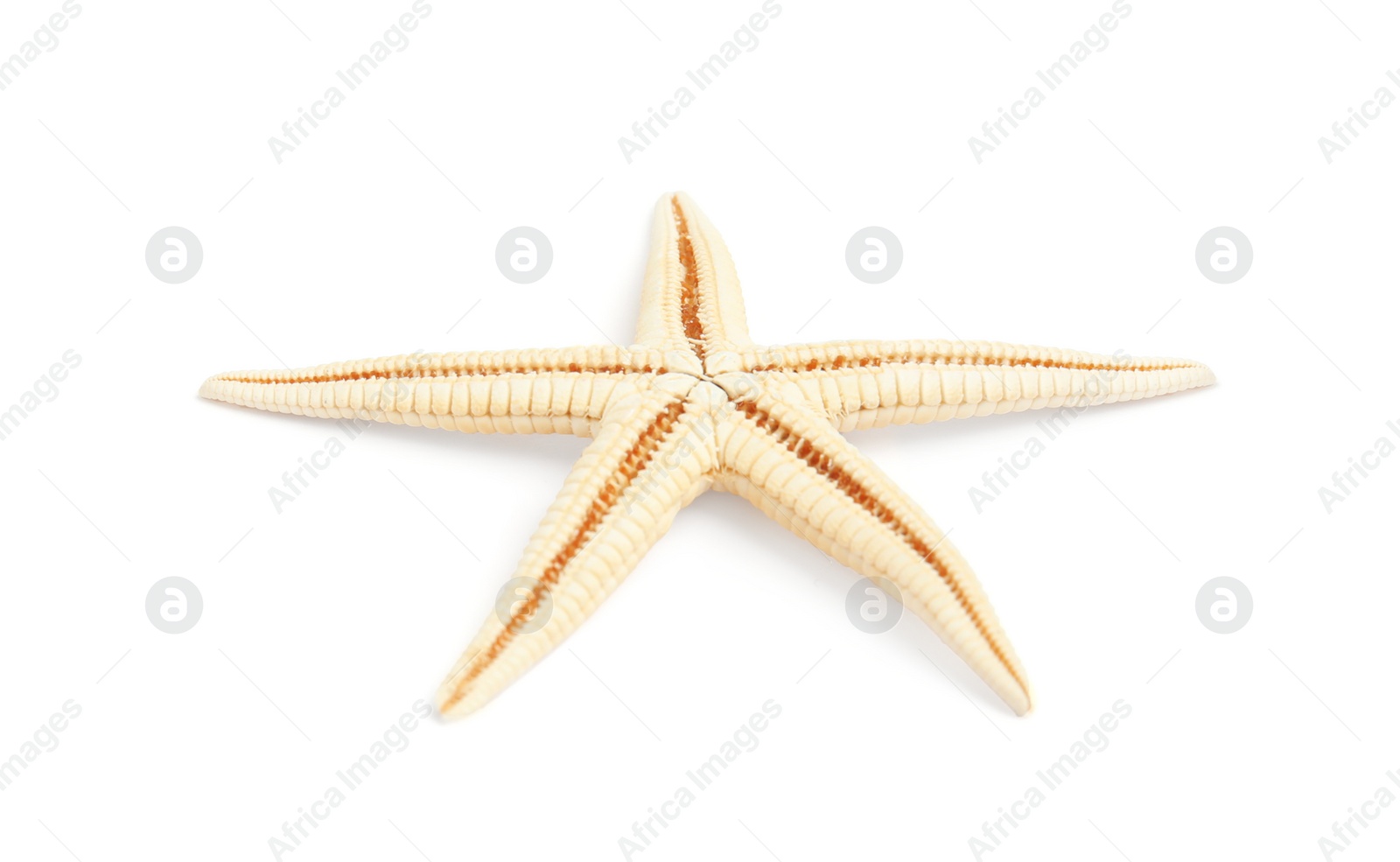 Photo of Beautiful starfish on white background. Beach object