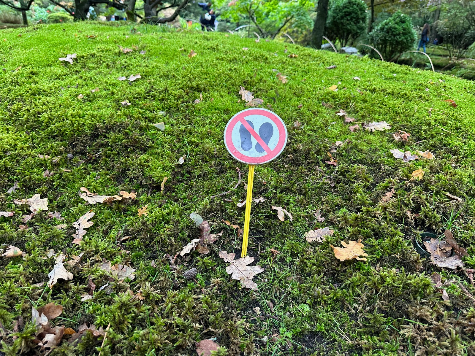 Photo of Bright moss, fallen leaves and sign Do Not Walk on ground in park