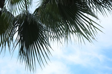Photo of Beautiful palm with green leaves against blue sky, low angle view. Tropical tree