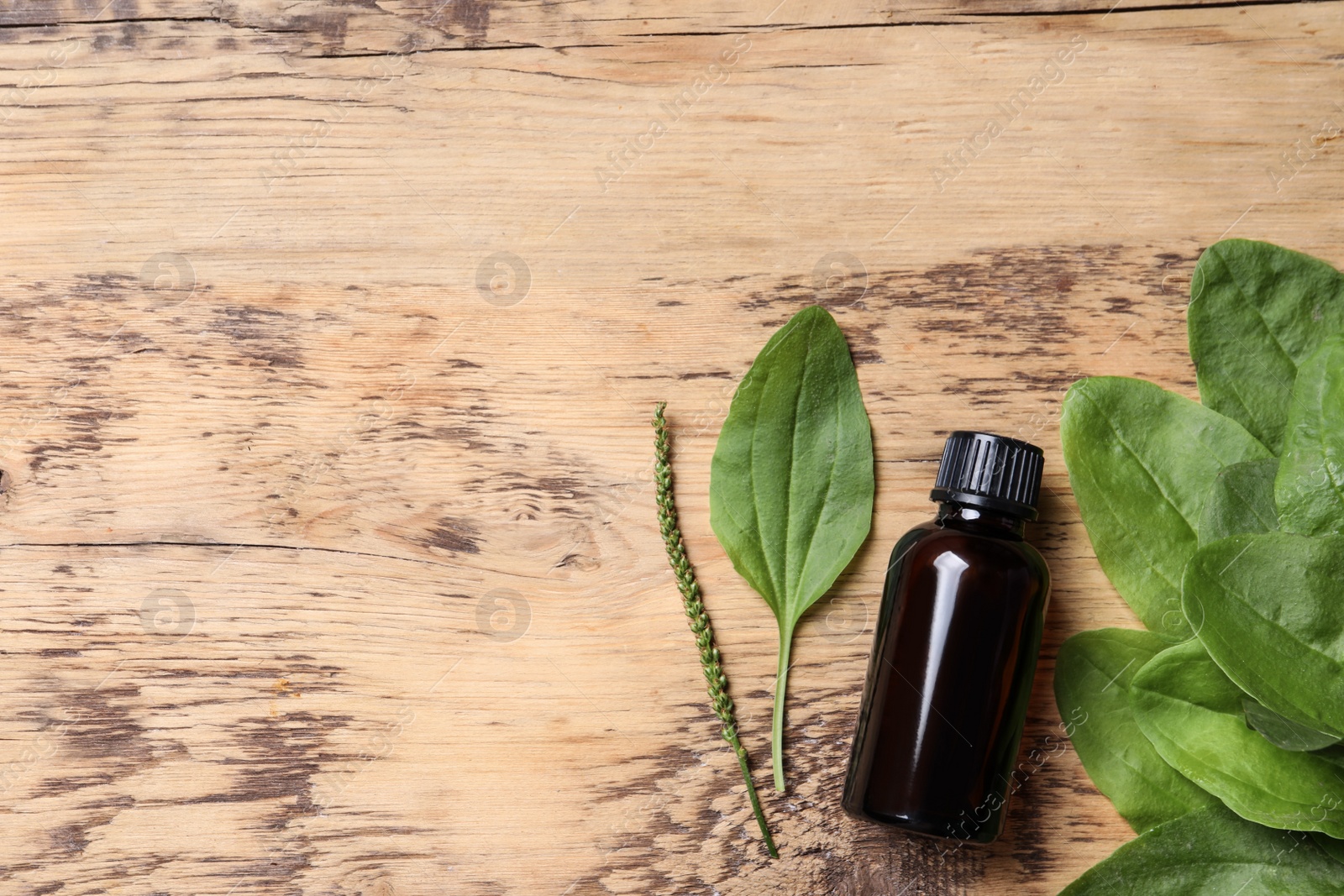 Photo of Bottle of broadleaf plantain extract and leaves on wooden table, flat lay. Space for text