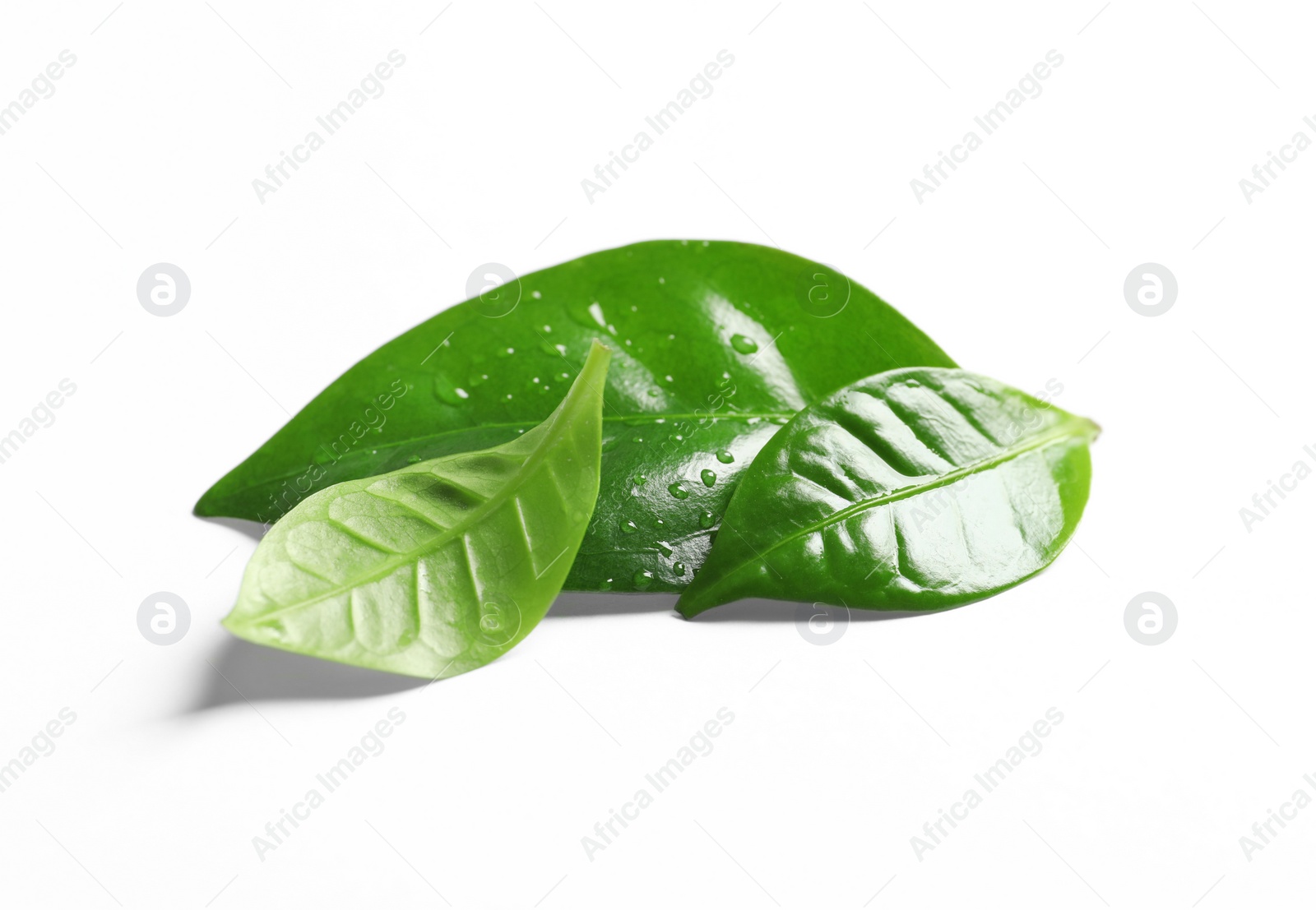 Photo of Fresh green coffee leaves with water drops isolated on white