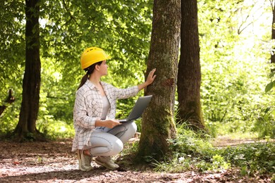 Forester with laptop examining tree in forest