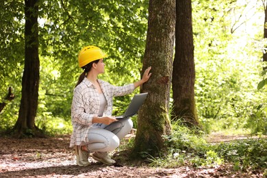 Photo of Forester with laptop examining tree in forest