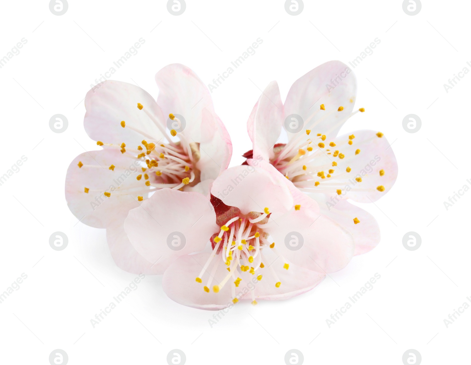 Photo of Beautiful apricot tree blossom on white background. Springtime