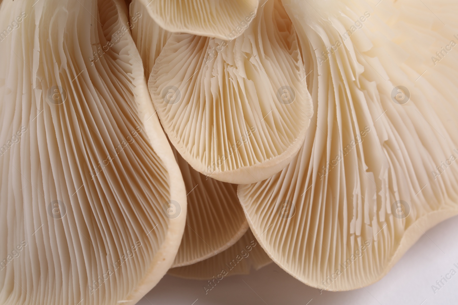 Photo of Fresh oyster mushrooms on white background, macro view