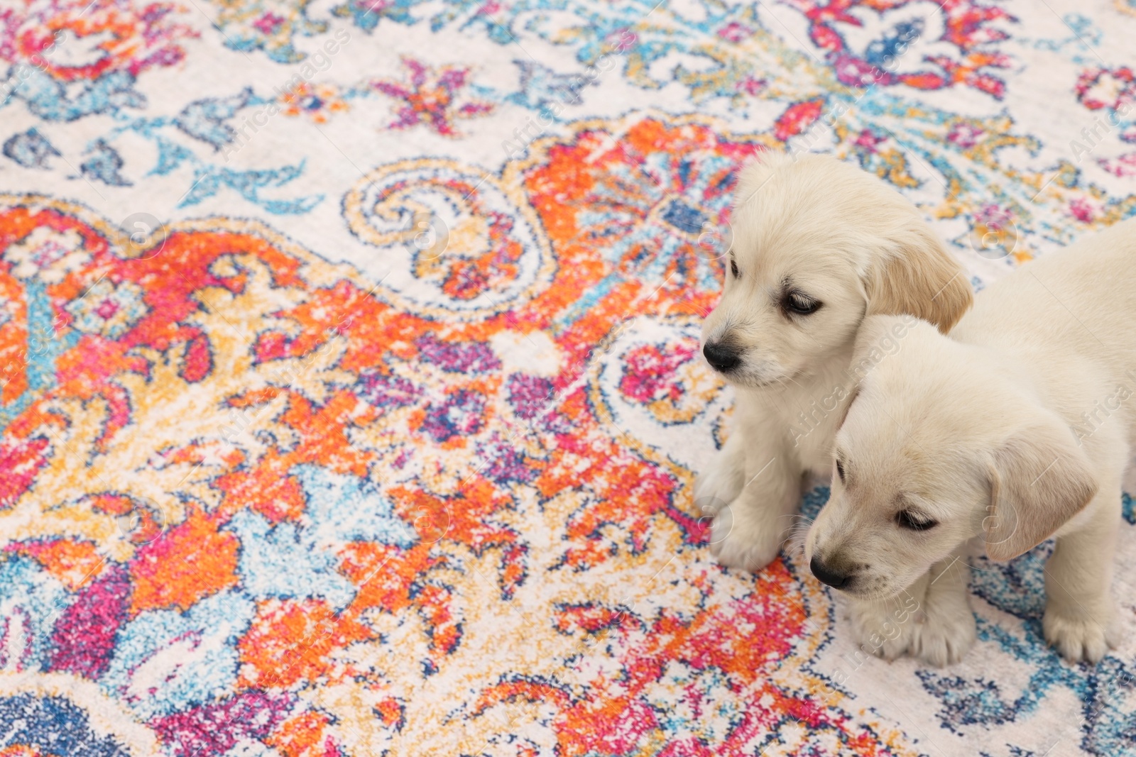 Photo of Cute little puppies on carpet. Space for text
