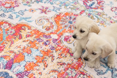 Cute little puppies on carpet. Space for text