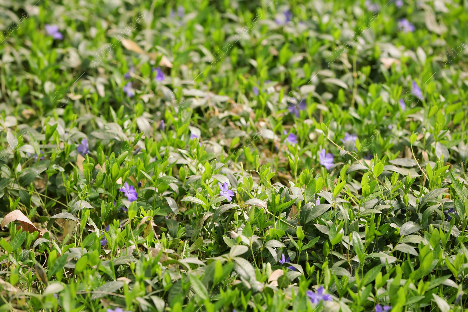 Photo of Beautiful purple flowers on spring day