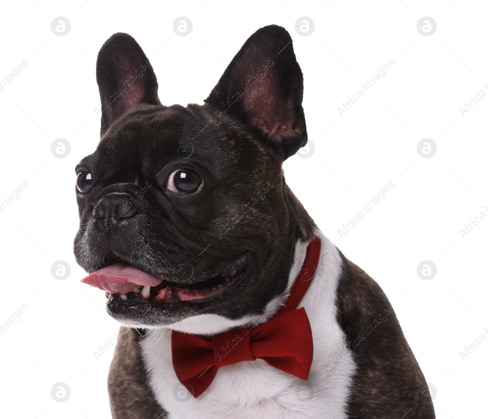 Photo of Adorable French Bulldog with bow tie on white background