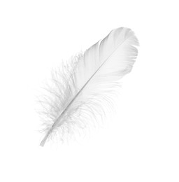 Beautiful fluffy bird feather isolated on white