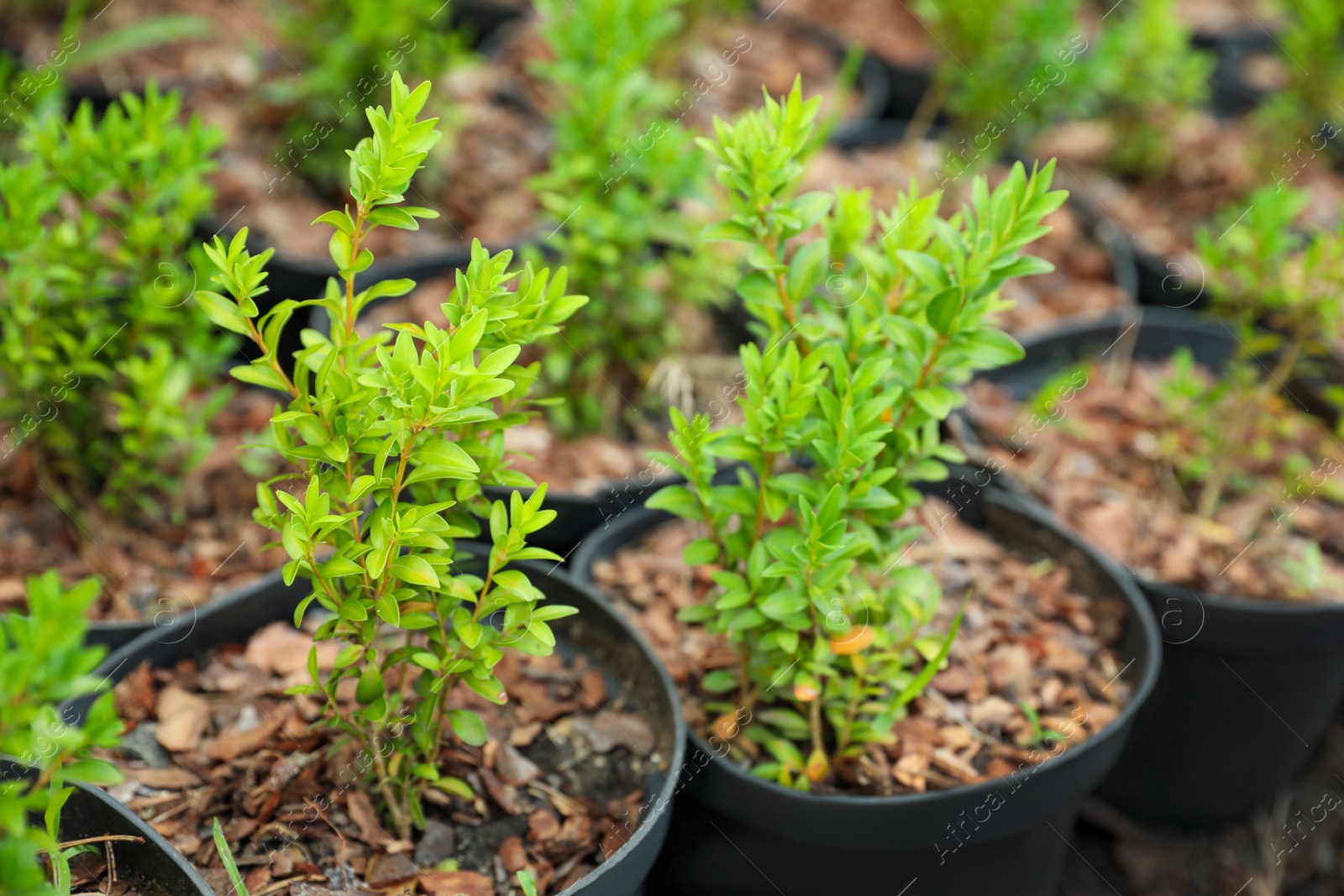 Photo of Green tree seedlings in pots, closeup. Planting and gardening