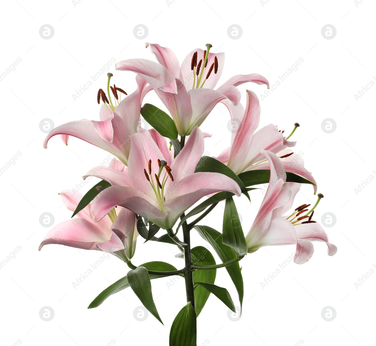 Photo of Beautiful lily plant with pink flowers isolated on white