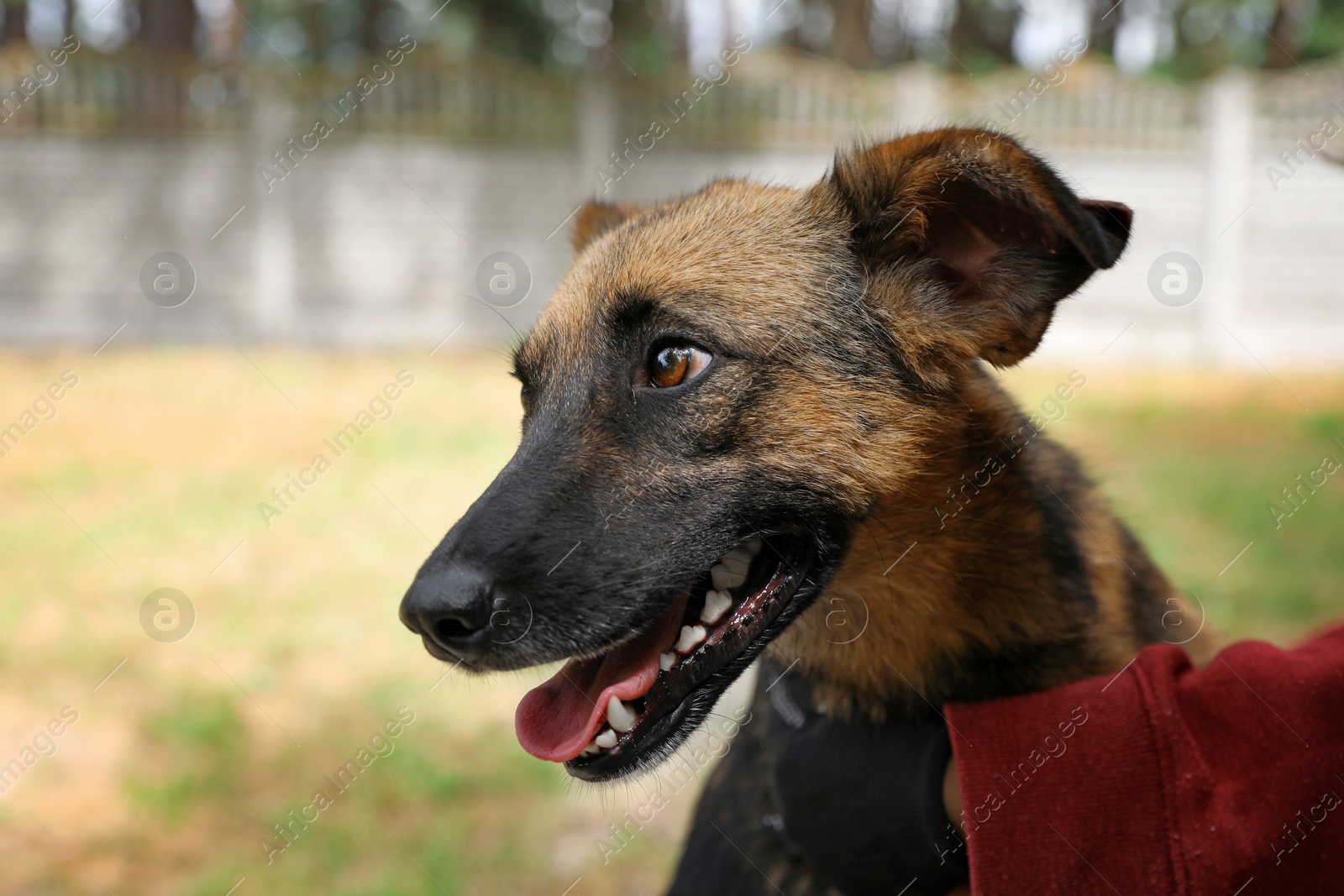 Photo of Female volunteer with homeless dog at animal shelter outdoors