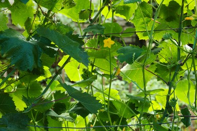 Fresh green cucumber plant with bloom in garden