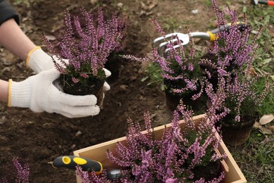 Woman planting flowering heather shrub outdoors, closeup