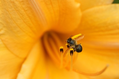 Honeybee collecting pollen from beautiful flower, closeup