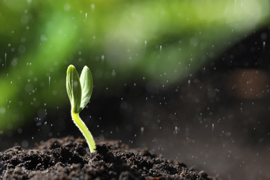 Photo of Sprinkling water on little green seedling in soil, closeup. Space for text