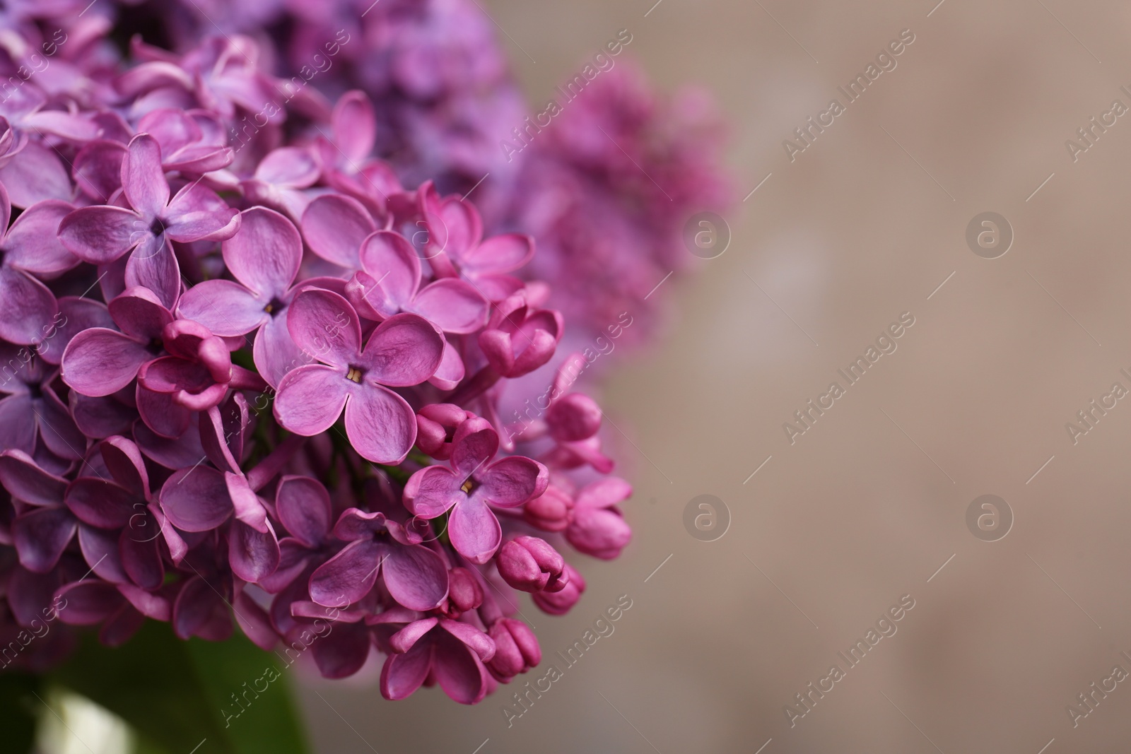 Photo of Beautiful blooming lilac flowers against blurred background, closeup. Space for text