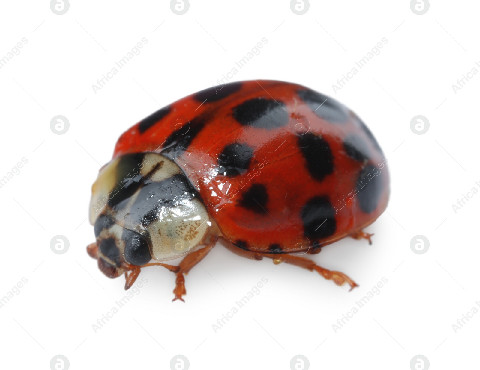 Photo of One beautiful red ladybug isolated on white