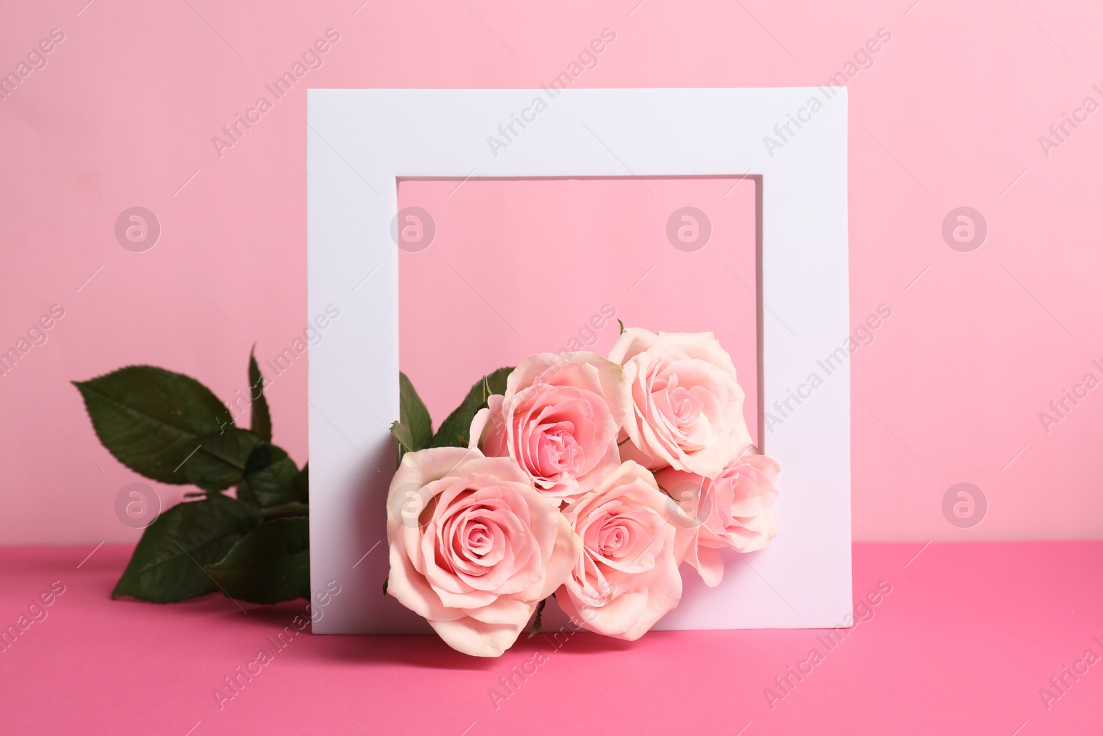 Photo of White frame and beautiful roses on pink table