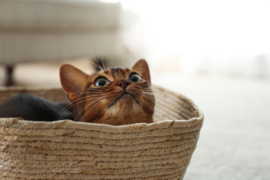Photo of Beautiful Abyssinian cat in basket indoors. Lovely pet