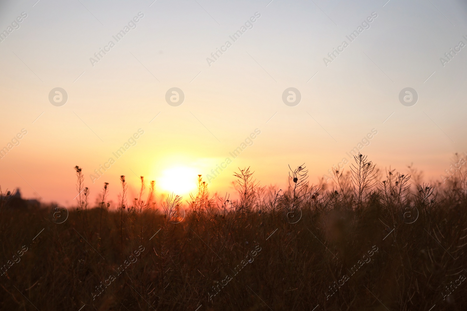 Photo of Beautiful view of field at sunrise. Early morning landscape