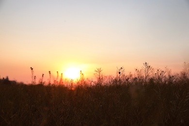 Photo of Beautiful view of field at sunrise. Early morning landscape